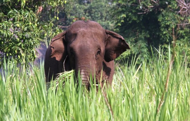 elephant site burma