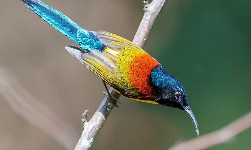 birding site