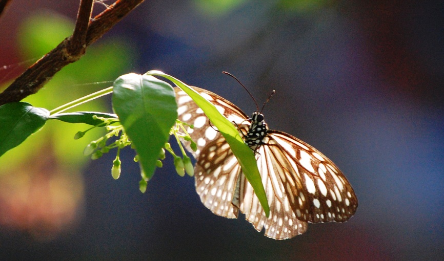 butterfly thailand