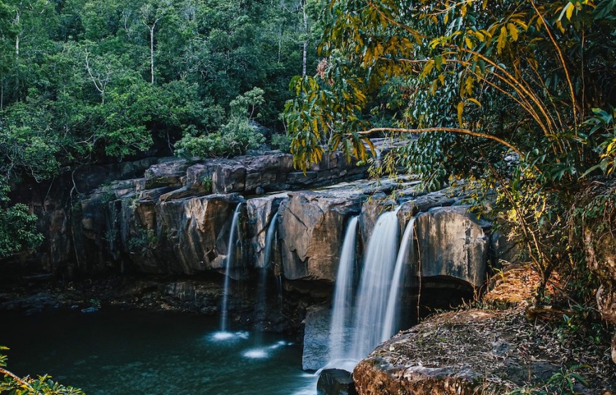 Cardamom National Forest