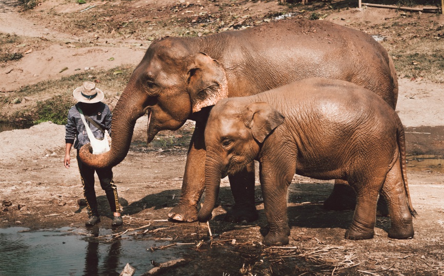 elephant chiang mai
