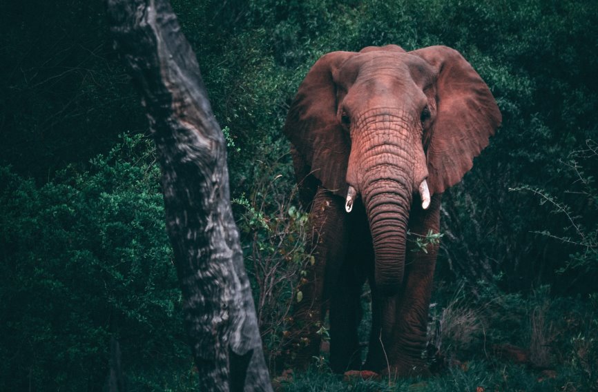 elephant jungle