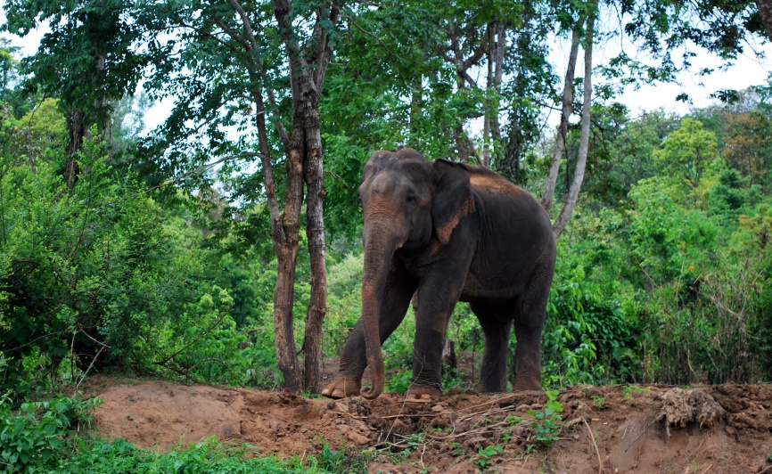 elephant thailand