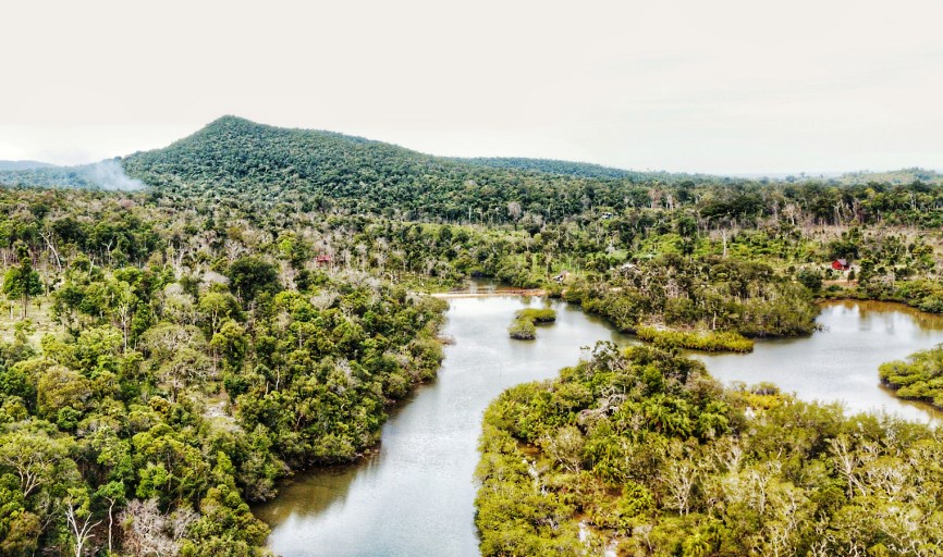 forest cambodia