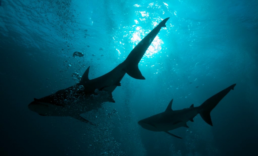 grey shark