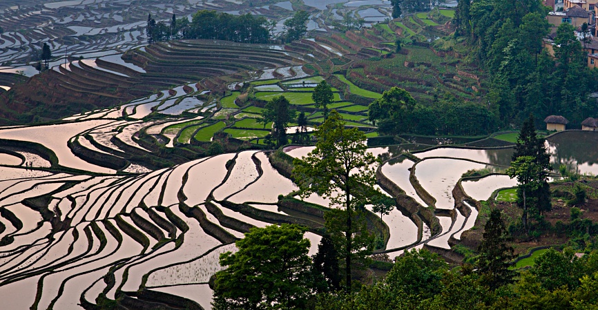 hani rice terraces