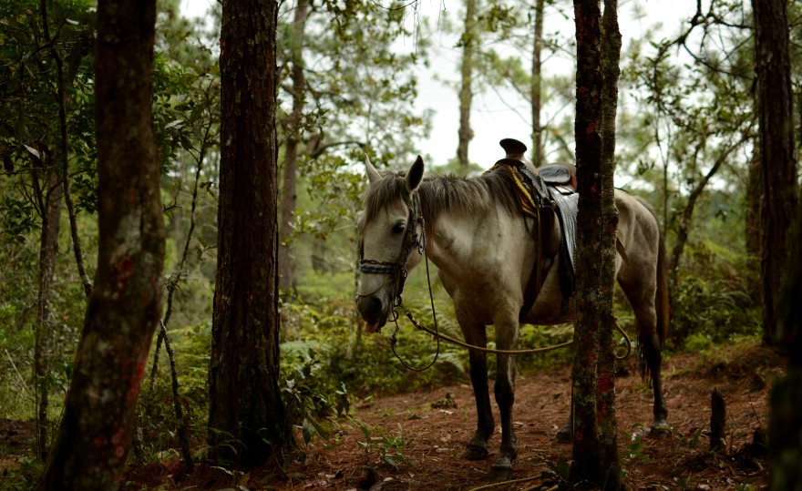 horse forest