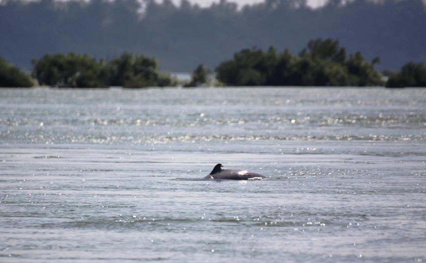 irrawaddy dolphin