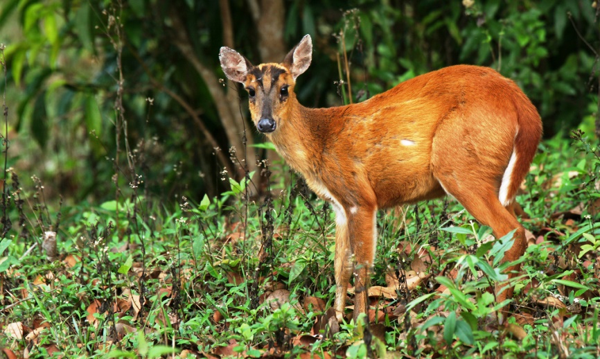 khao yai national park