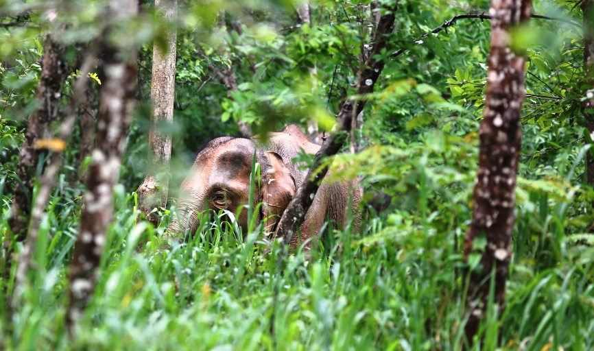 kui buri thailand national park