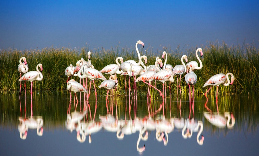 kutch