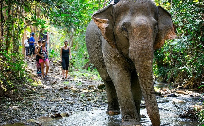 laos elephant