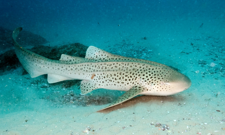 leopark shark