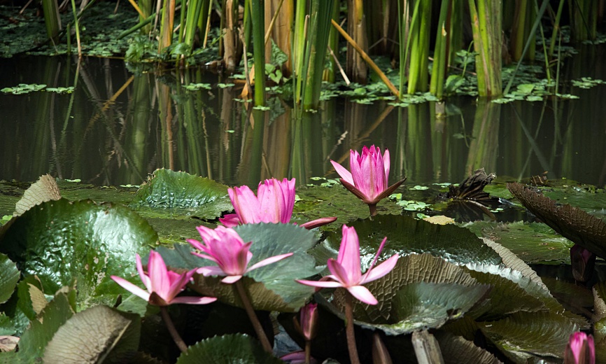 luang prabang garden