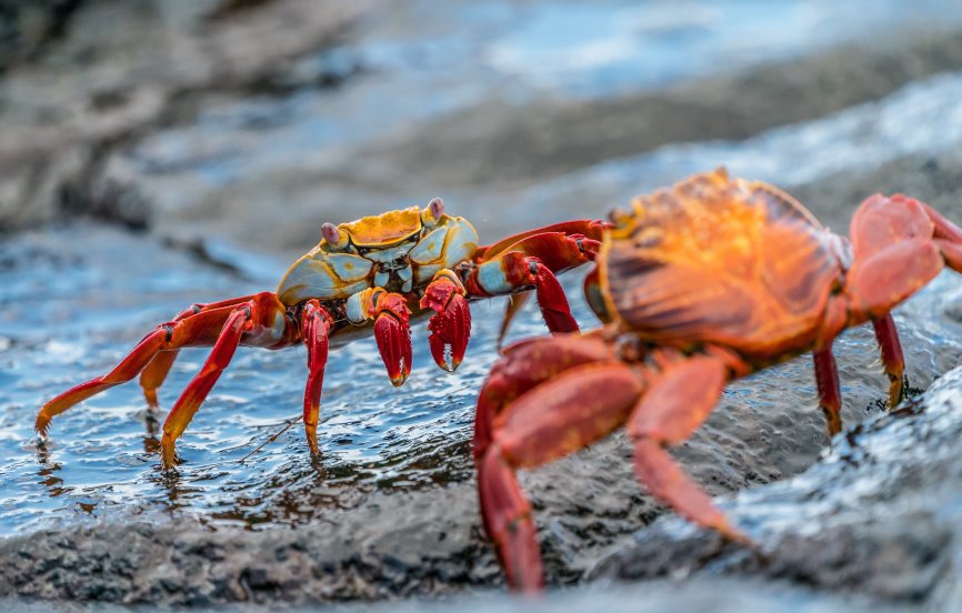 mangrove crab