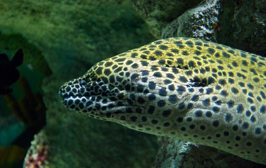 moray eel