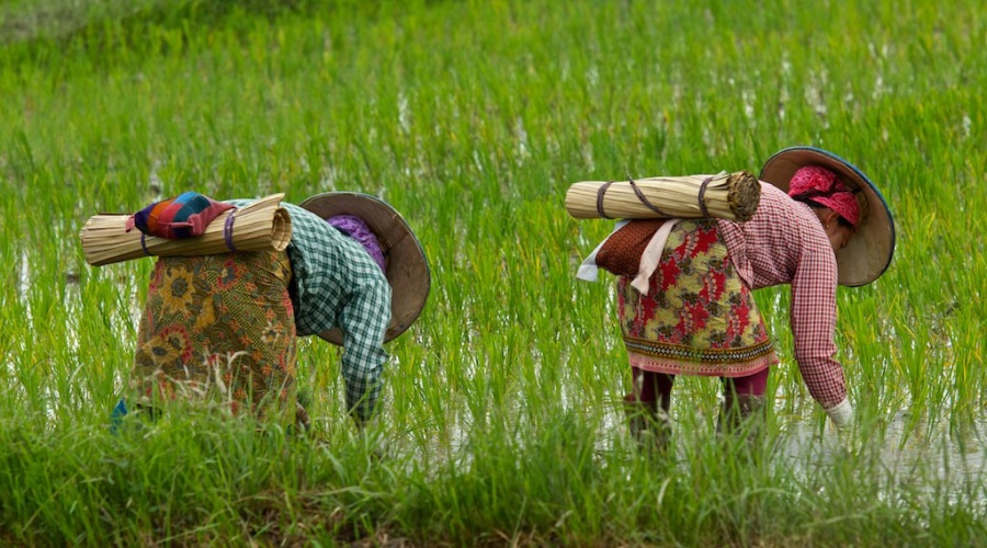 myanmar farmer