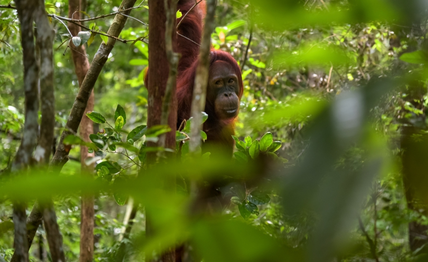 orangutans