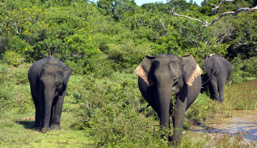srilan ka national park
