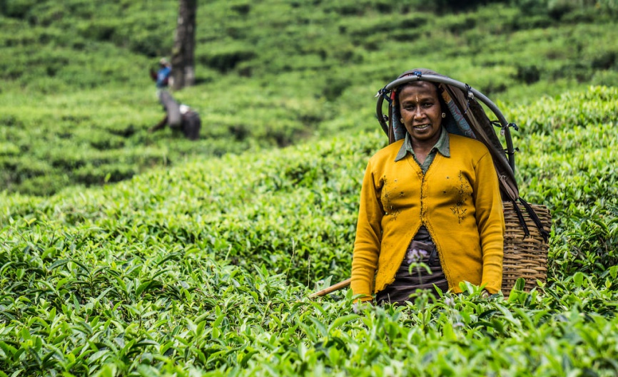 tea picker