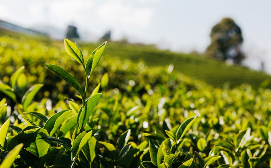 tea plantation