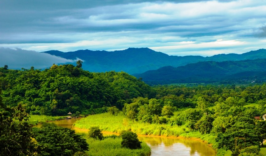 thai jungle