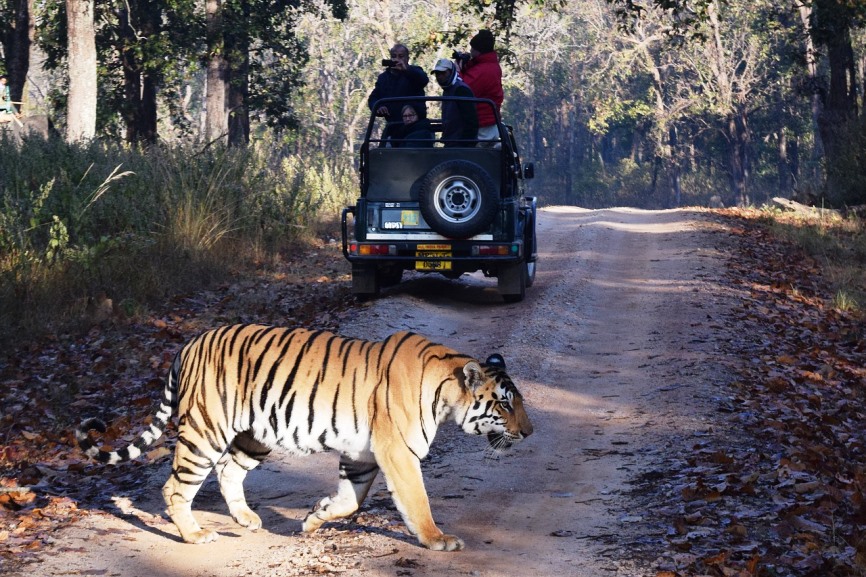 tiger spotting