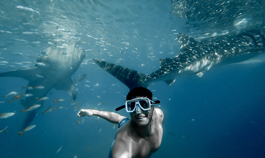 whale shark swim